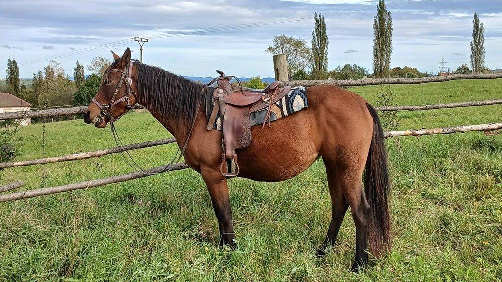 Prodám QH kobylku 3,5 r ,reg.USA