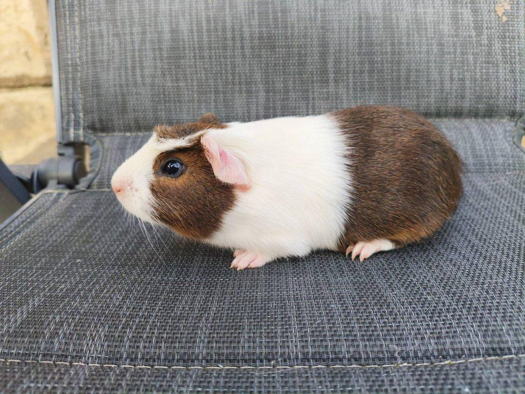 Cuy morčata