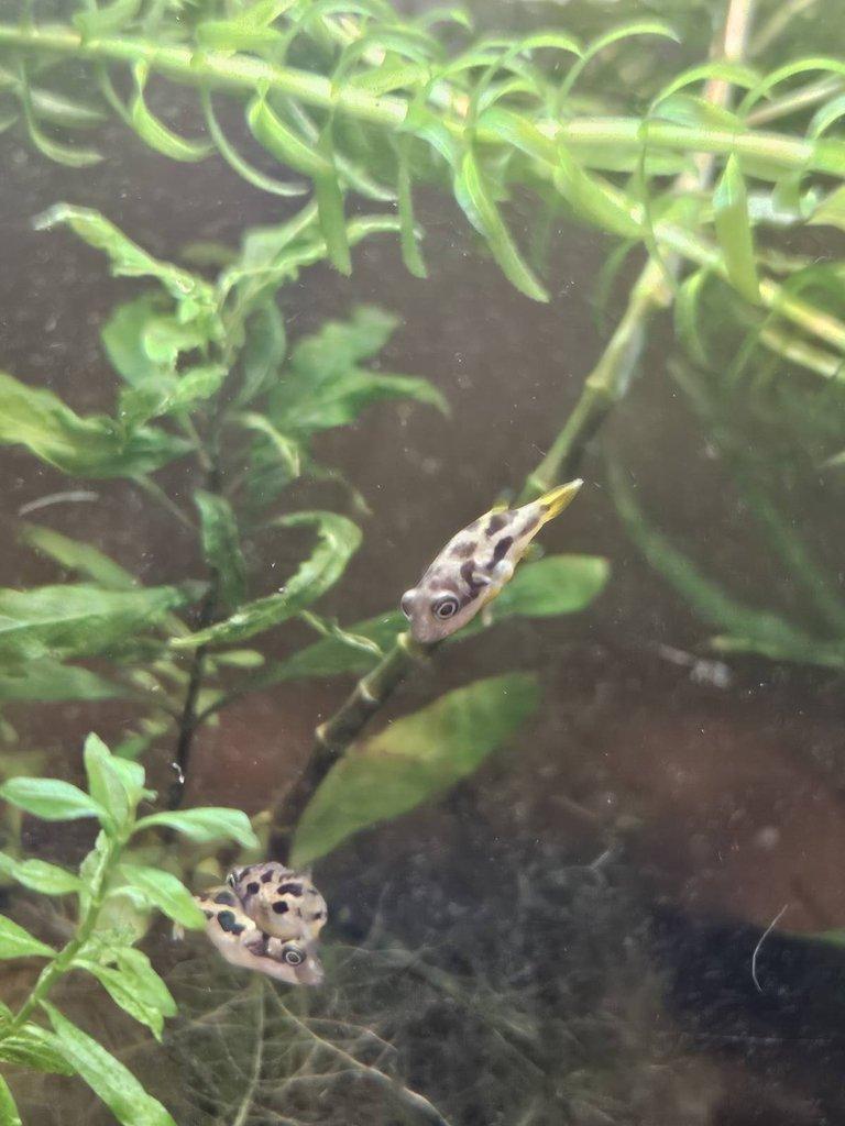 Prodám čtverzubce trpasličí🐡