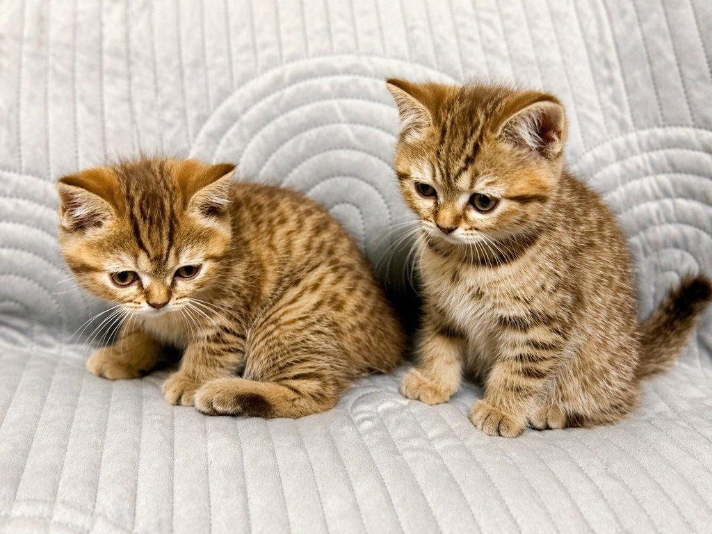 Krásná vymazlená koťátka – ihned k odběru