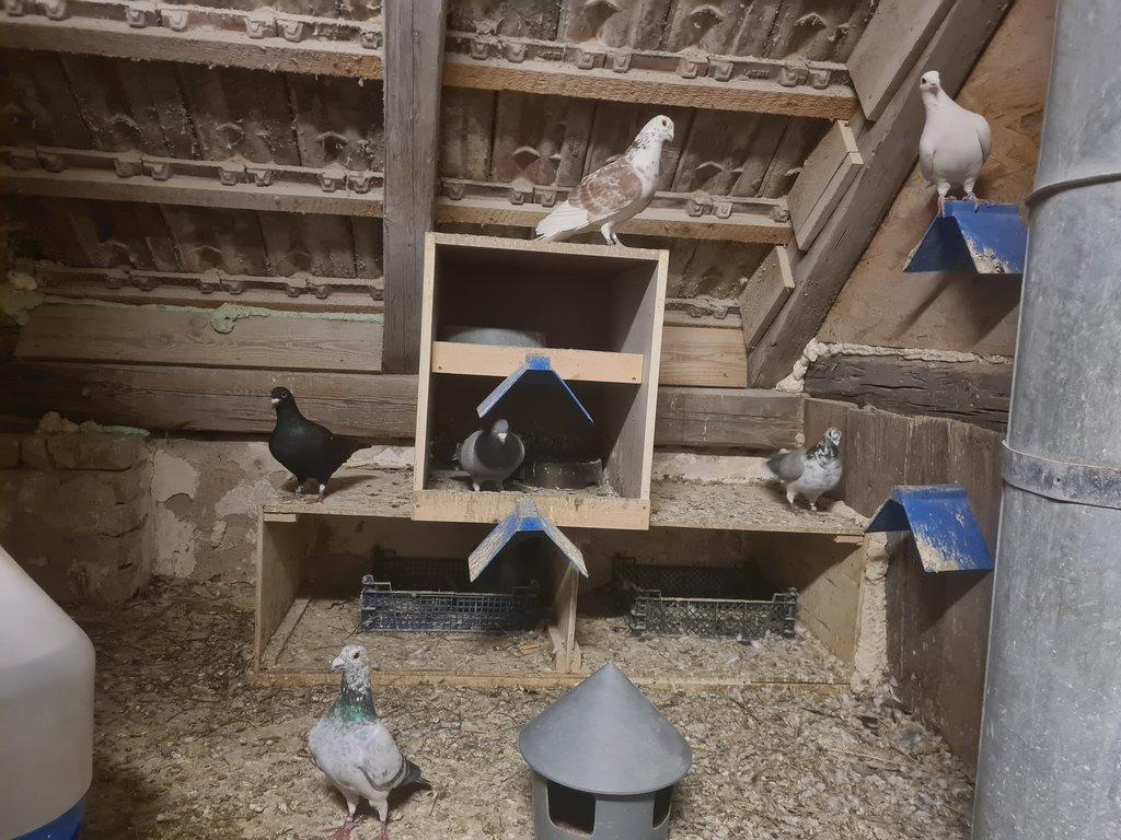 Prodám poštovní holuby