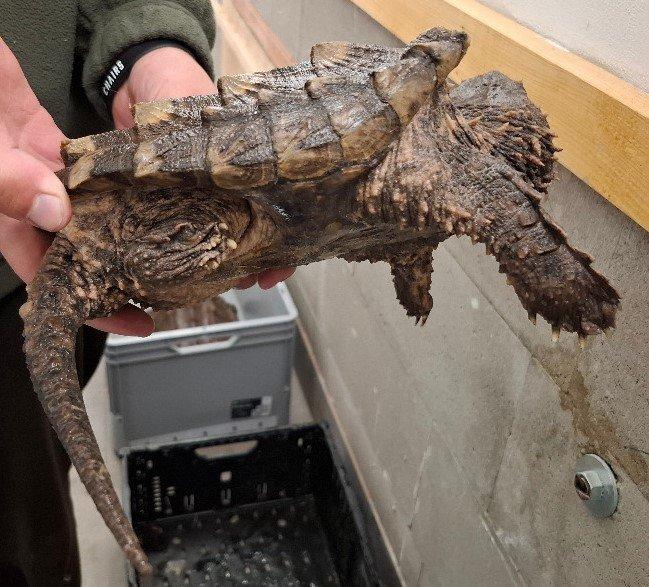 Prodám kajmanky supí