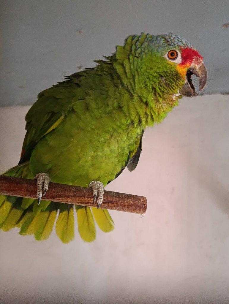 Amazoňan Žlutolící Autumnalis