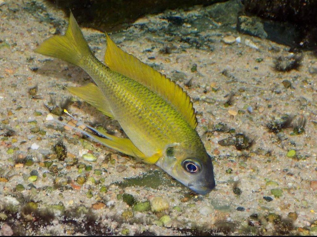 Tanganika