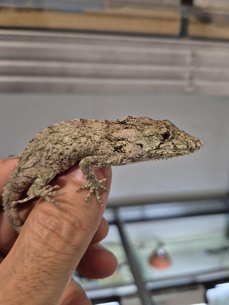 Tria : Gastropholis prasina a Anolis Barbatus