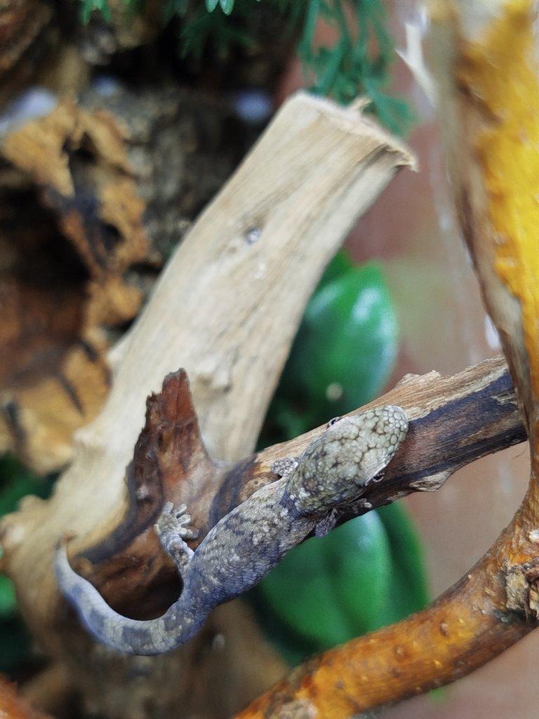 Eurydactylodes agricolae