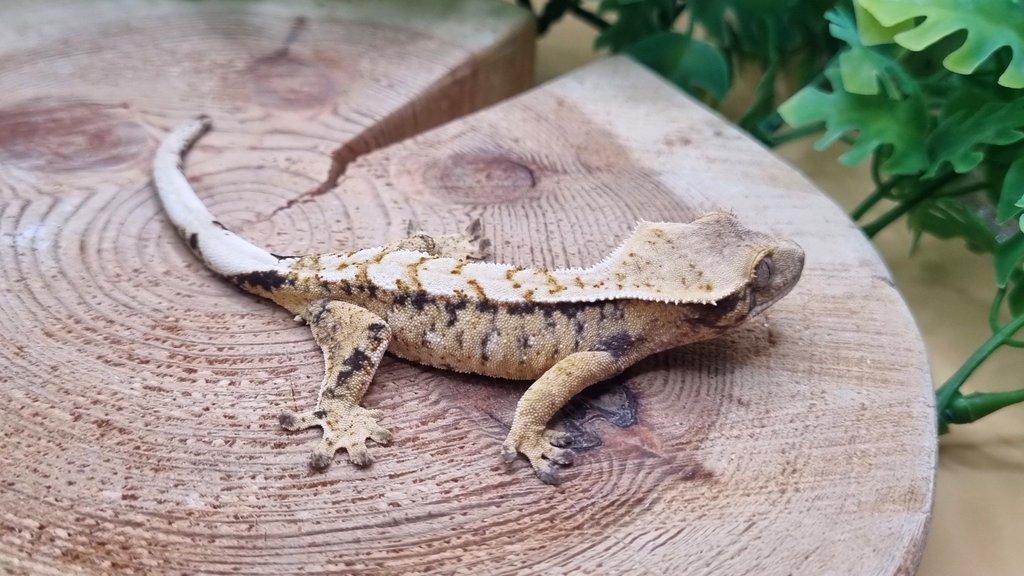 Chovná Samice 43g Extreme Harlequin