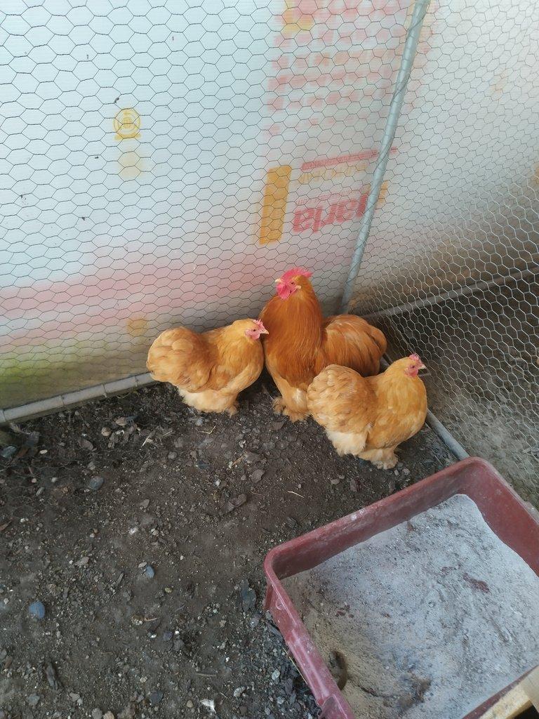 Kočinka zakrslá žlutá