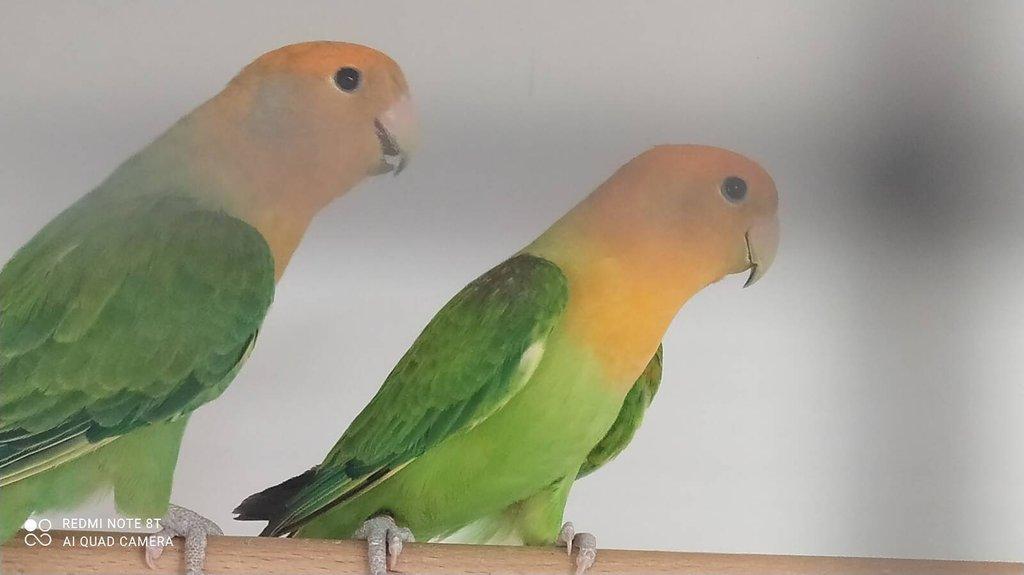Agapornis růžohrdlý - výstavní typ