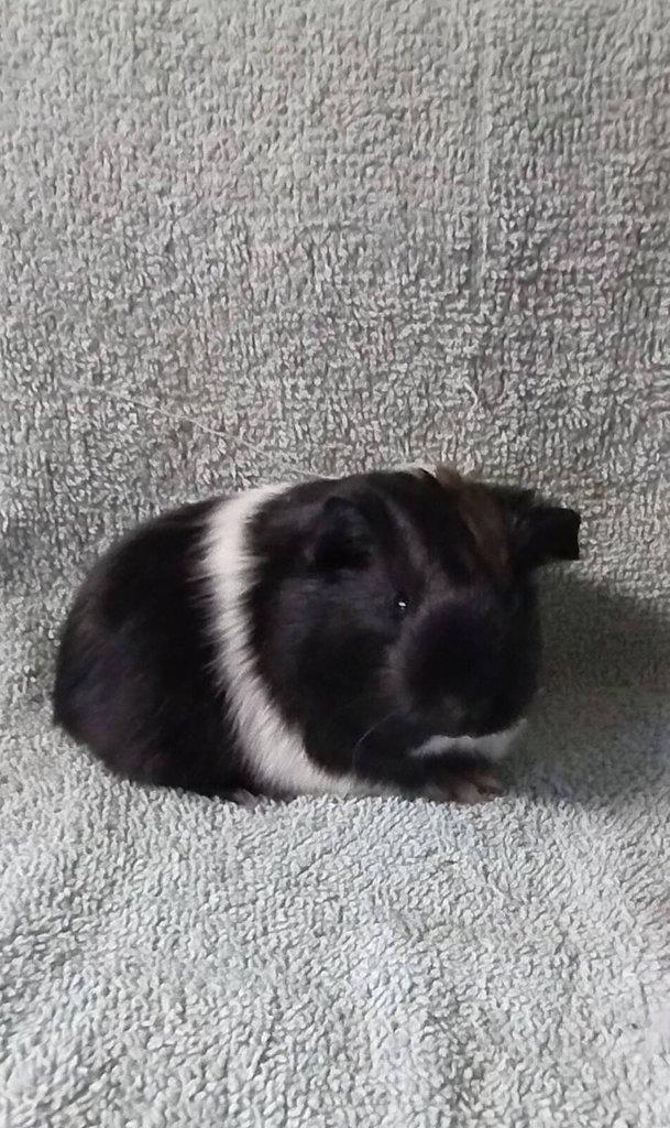 Morče sheltie
