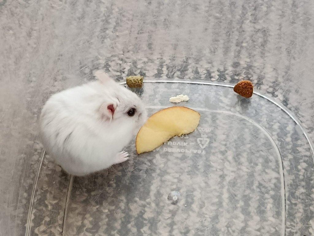 Křečík džungarský