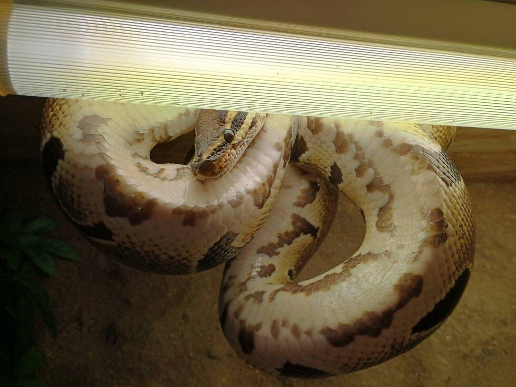 Krajta Královská + Terarium - BRNO - DOHODOU