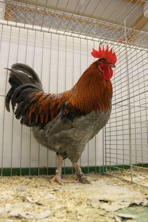 Maransky 🐣 (kuřátka)
