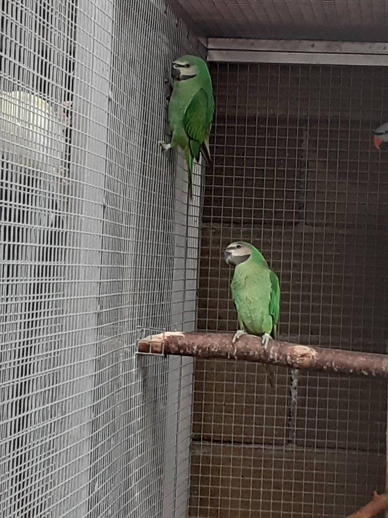 Alexandr růžový vousatý