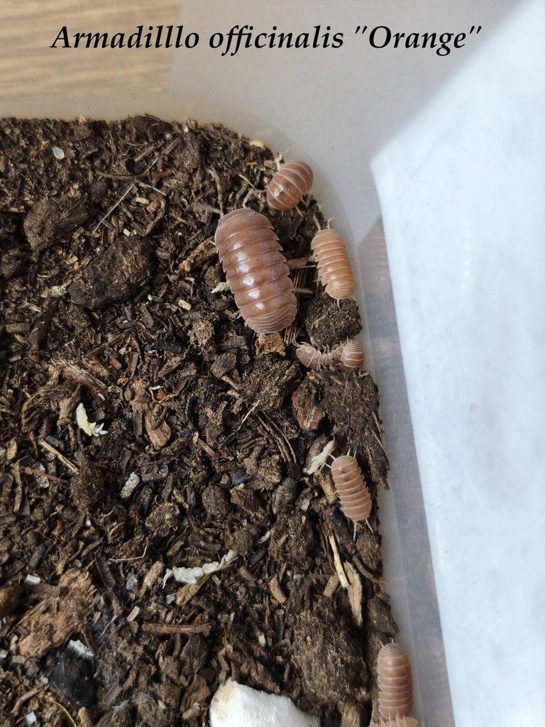 ISOPODY·STÍNKY·CHVOSTOSKOCI - POSÍLÁM / Fauna trhy Ostrava 26.4.