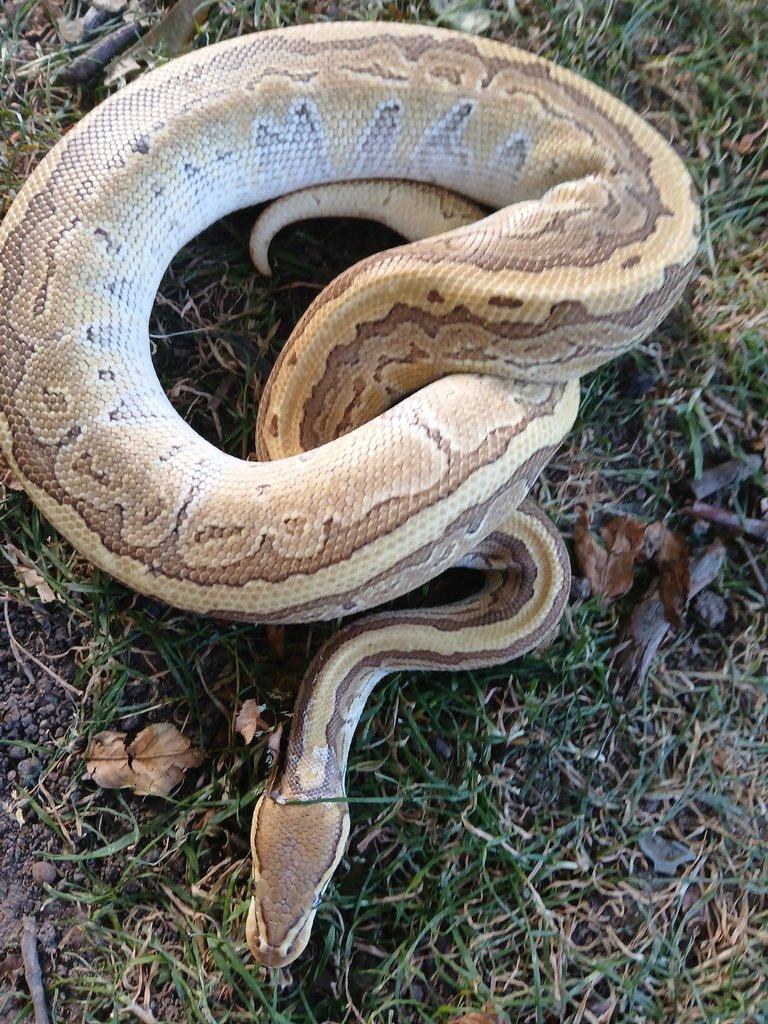 Python regius King pin 0.1