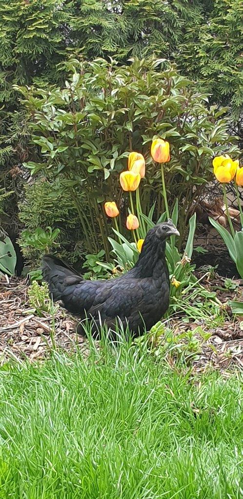 Kuřata Ayam Cemani