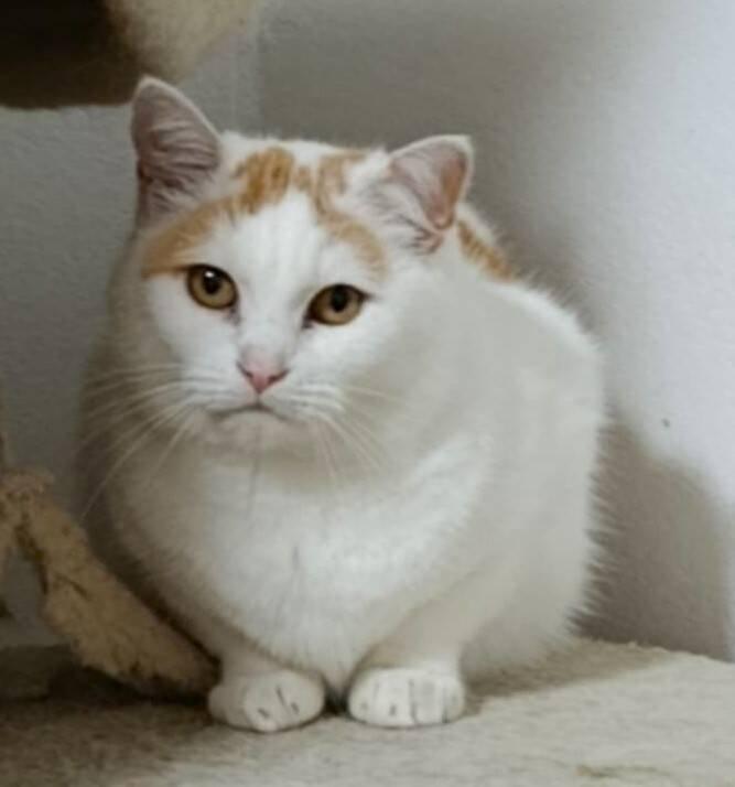 Kočička Růženka hledá nový domov