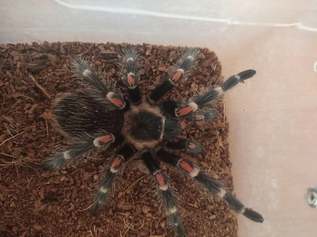 Brachypelma auratum