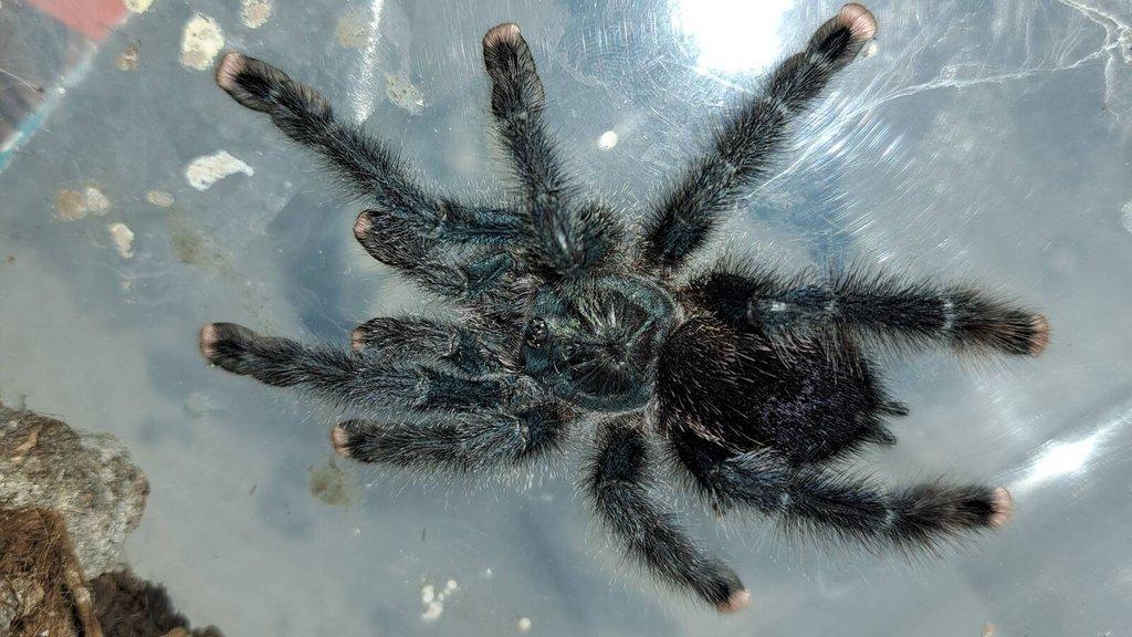 Avicularia aj. ŽE 10.5. Stůl B03
