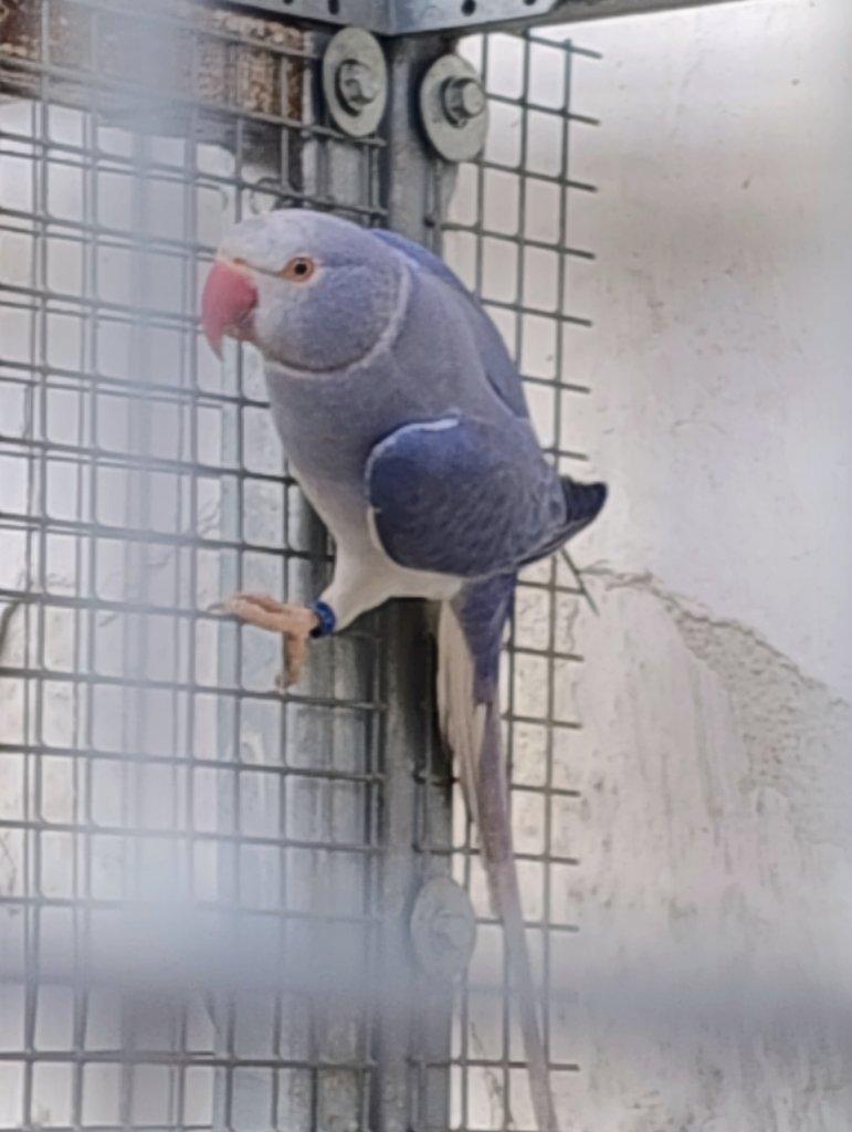 2f Violeta ho na opalin loňský samec