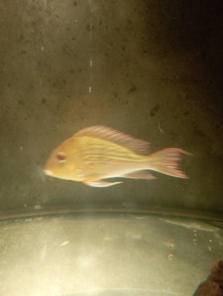 Geophagus sveni Rio parana chovný pár +4ks