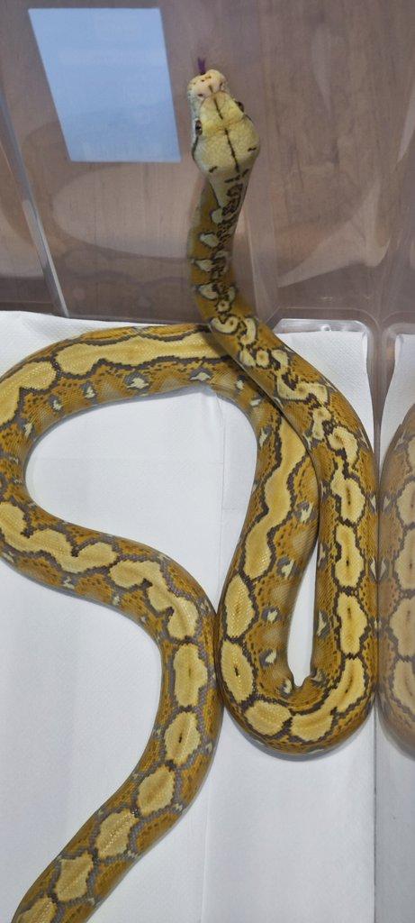 Krajta Mřížkovaná