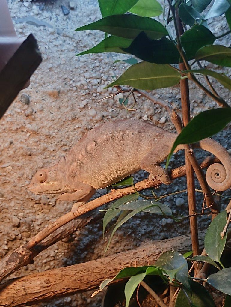 Prodám samici chameleona pardálího