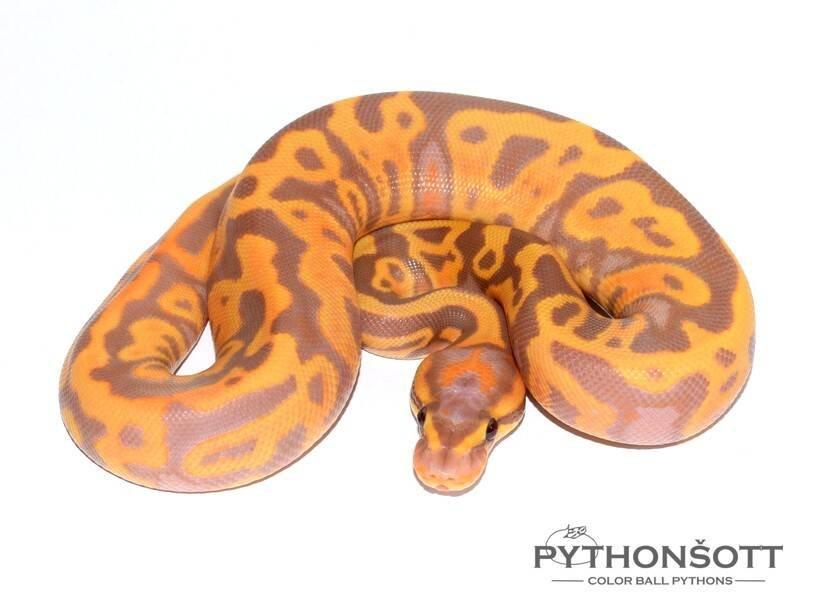MLÁĎATA KRAJTY KRÁLOVSKÉ (Python regius)