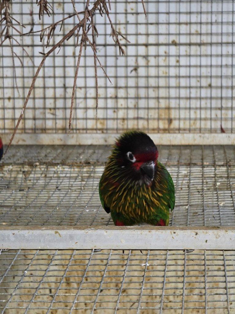 Chalcopsita scintillata rubrifrons; Lorius lory erythrothorax
