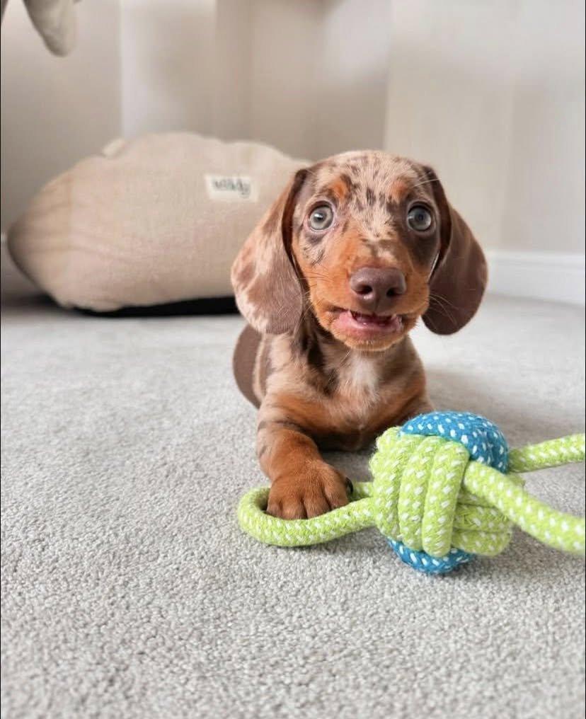 Jezevčík trpasličí hladkosrstý