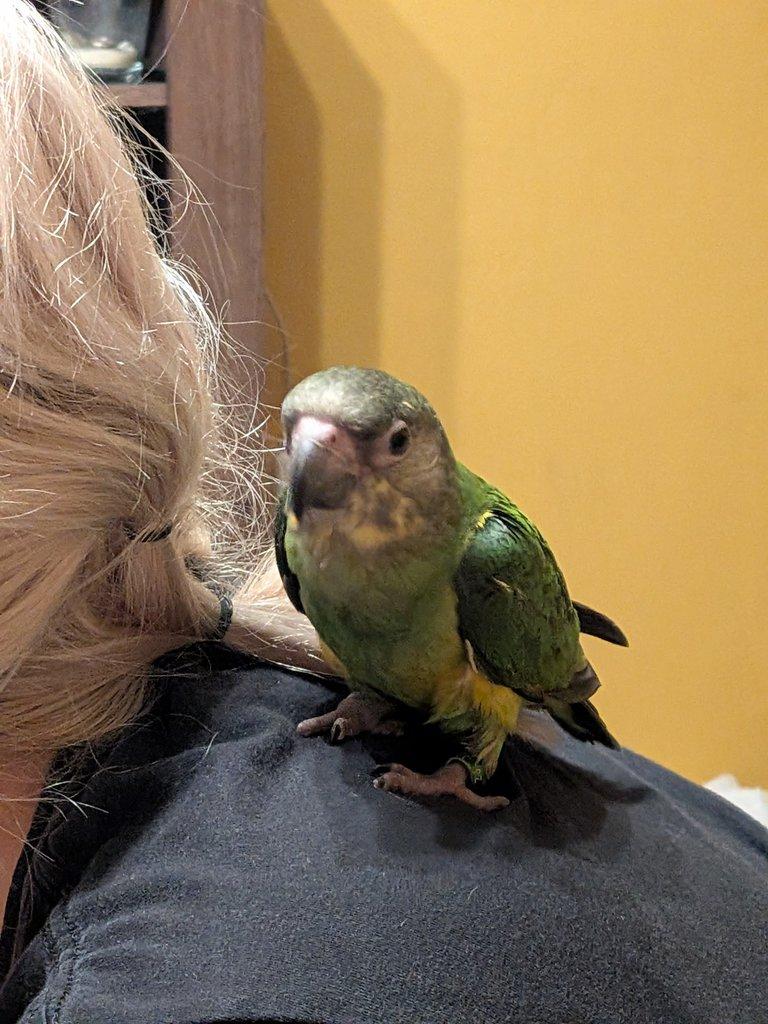 Ručně dokrmená samička