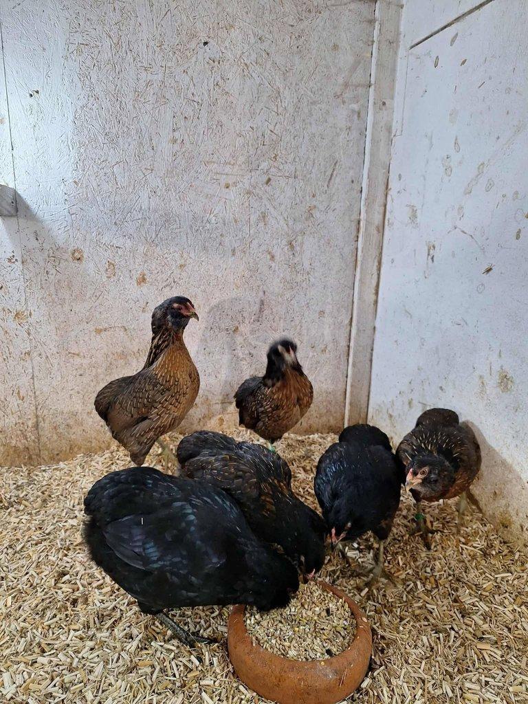 Násadová vejce zdrobnělé Araukany divoce zbarvené a zlatokrké