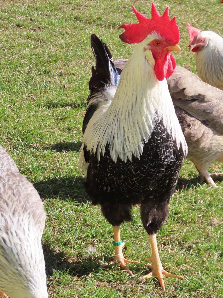 Vlaška stříbrně zbarvená