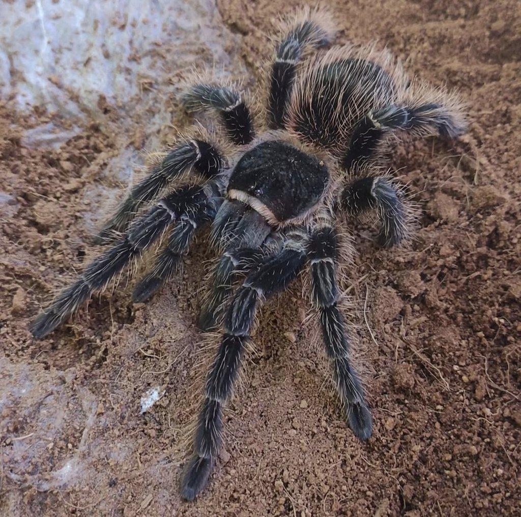 Lasiodora striatipes