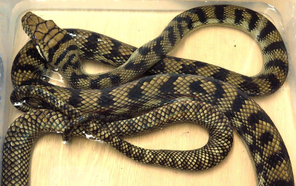 Morelia (Simalia) amethistina - krajta ametystová