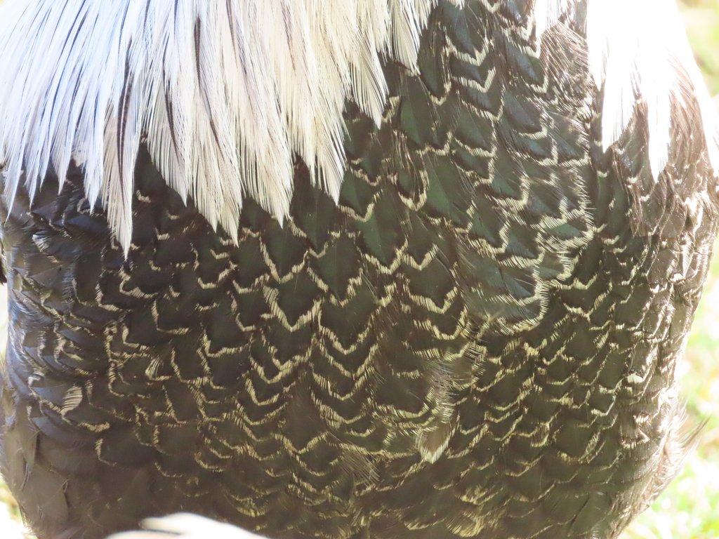 Vlaška stříbrně zbarvená