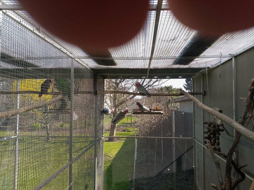 Kroužkovaný Kakadu