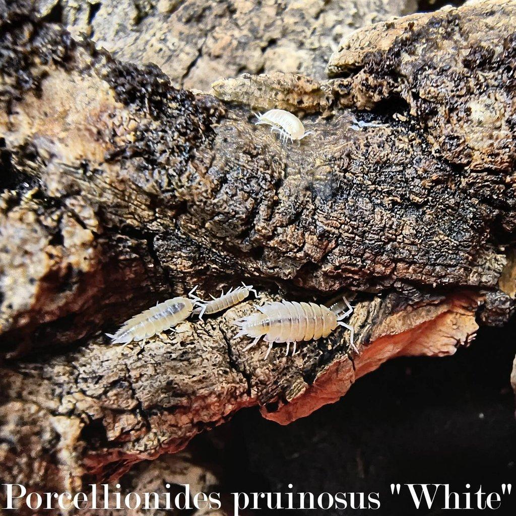 ISOPODY·STÍNKY - Fauna trhy Ostrava 15.2.