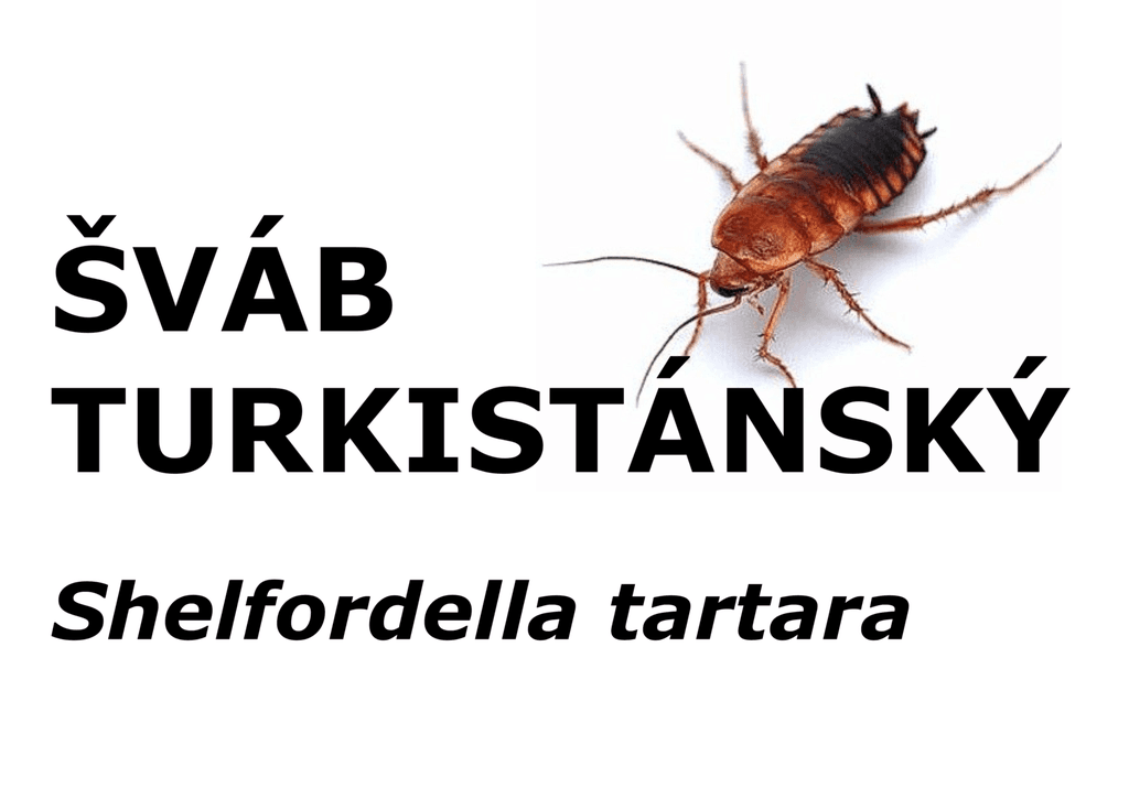 Šváb turkistánský