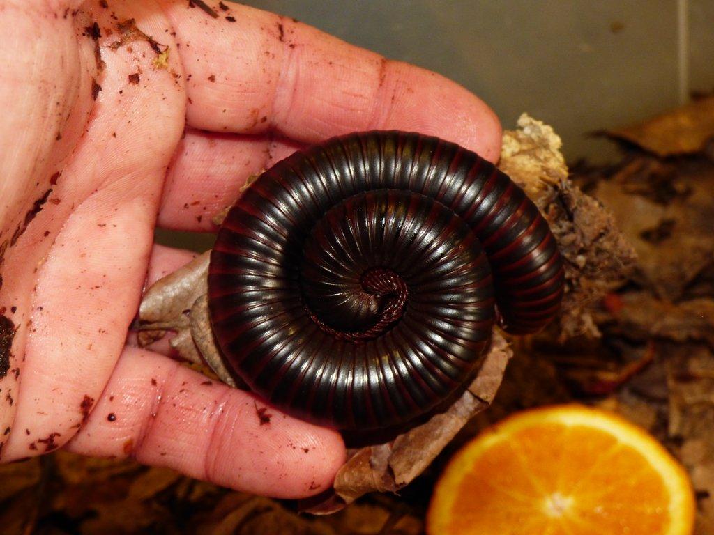 Mnohonožka obrovská ( Archispirostreptus gigas)