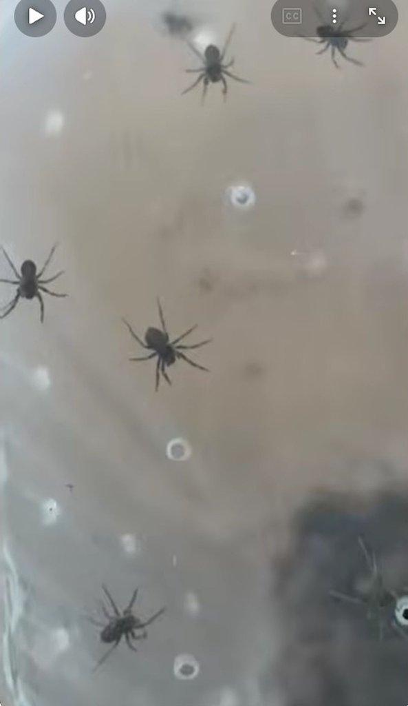 Bowie argentipes (Ctenidae) - Malajsie