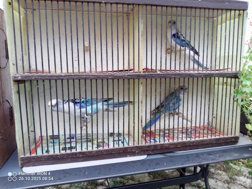 Rosela pestrá modrá