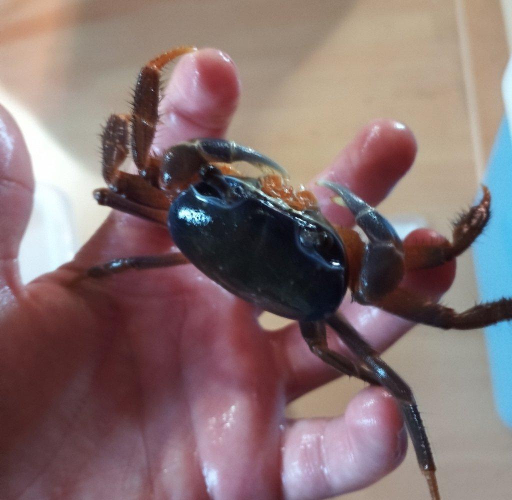 Prodám mláďata gekončíků nočních neurčené zbarvení skoro půl roku