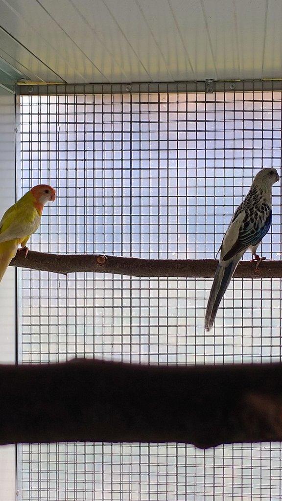 0,1 rozela pestrá modrá opalin