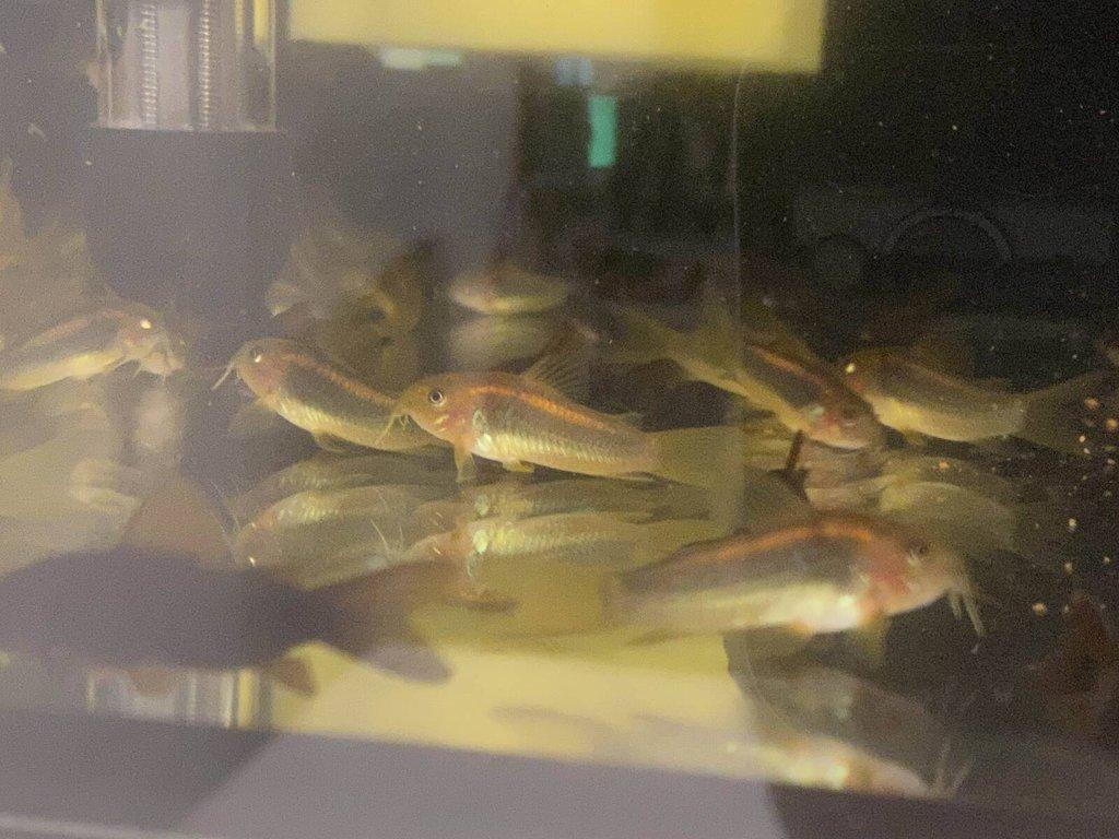 Corydoras gold laser sp. CW010