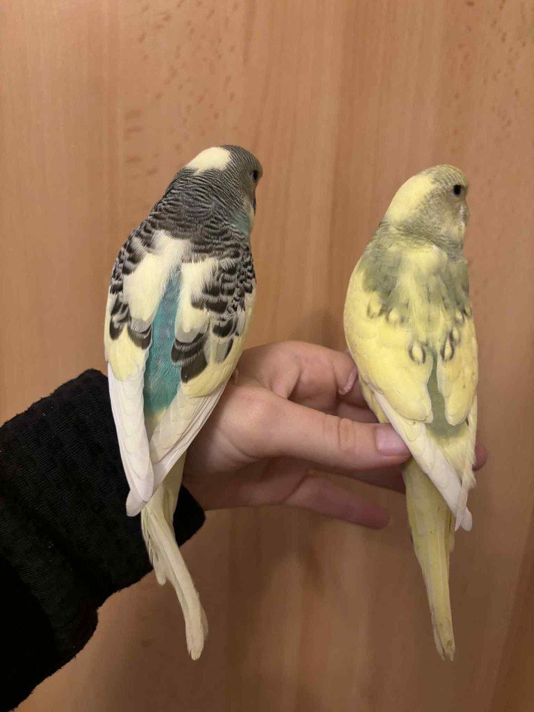 Prodám mladé andulky po vylétnutí z budky