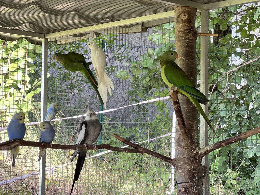 Papoušek nádherný