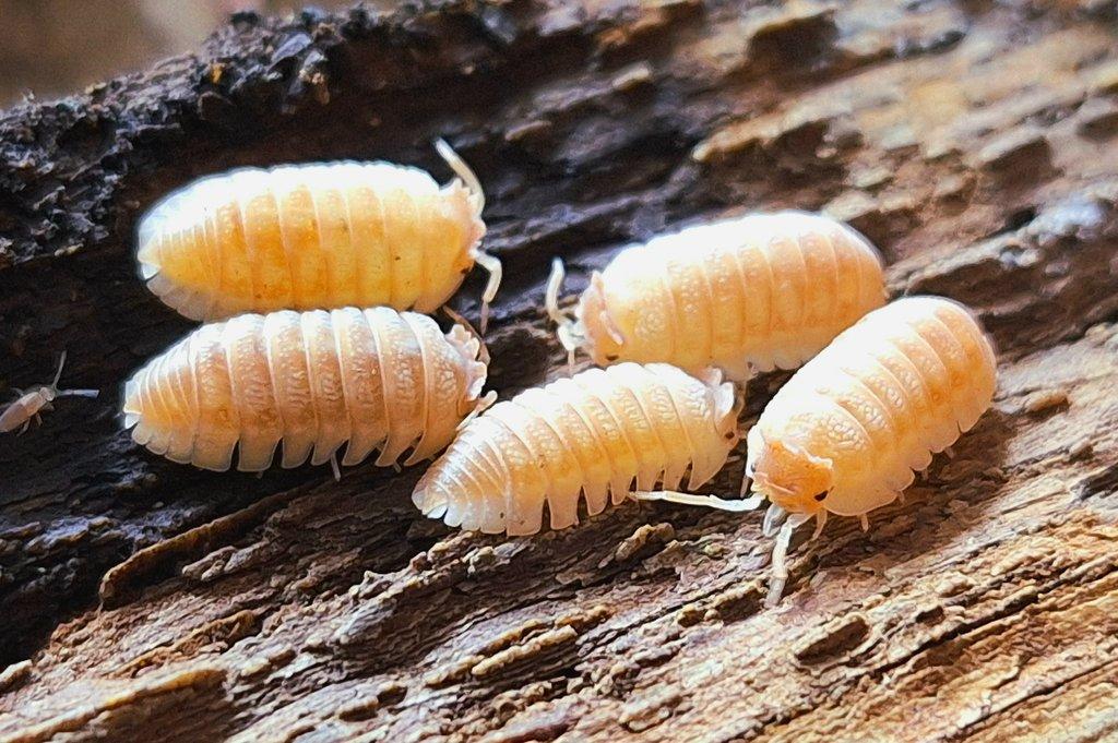 Pavouci, štíři, uropygi, mnohonožky a isopody ( Praha ŽE)