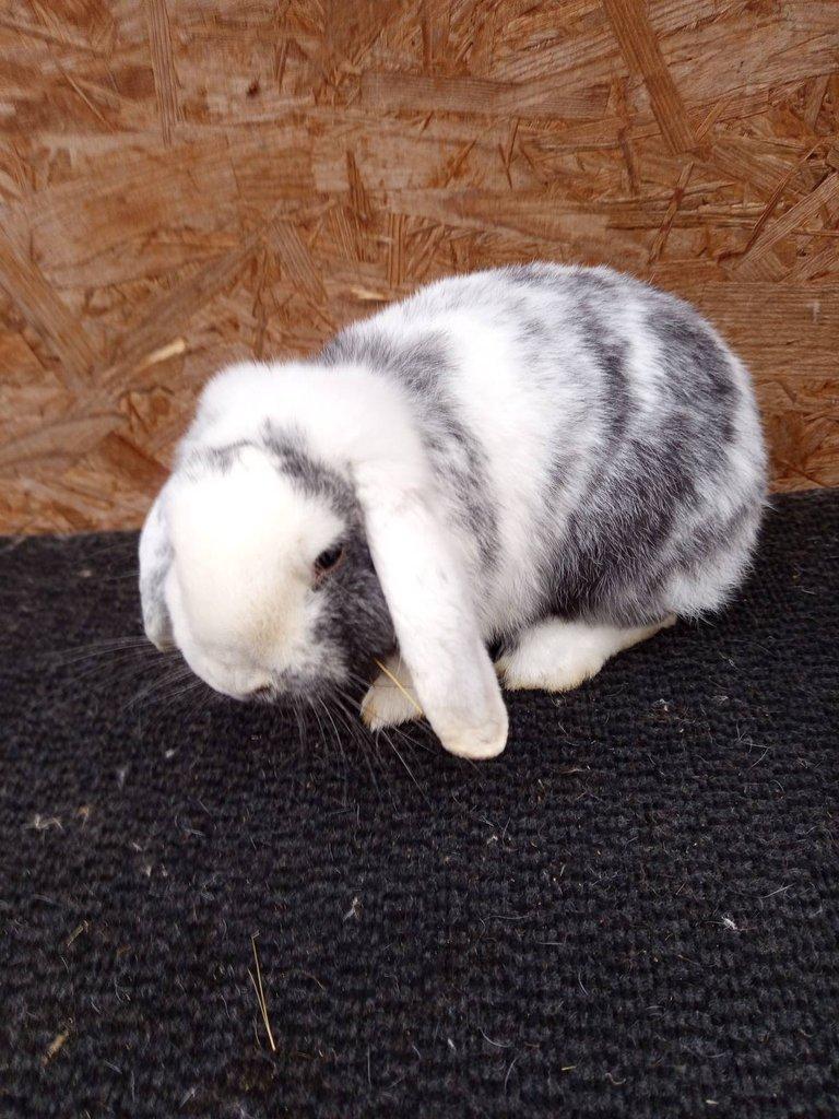 Zakrslý beran rhönský